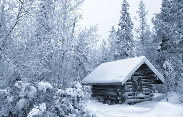 Picture winter, forest, snow, trees, hut, hut, Finland