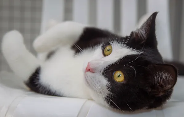Cat, cat, look, face, pose, black and white, paws, lies