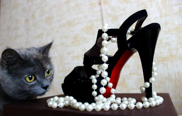 Cat, cat, look, Wallpaper, pearl, Shoe