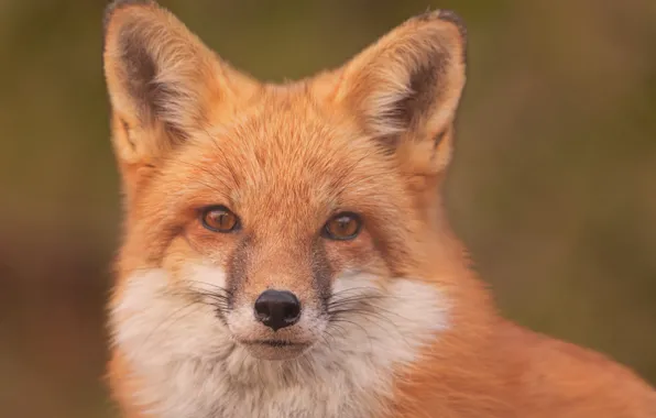Look, face, portrait, Fox, red