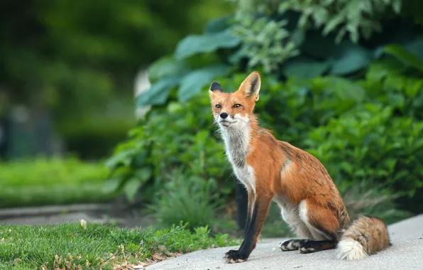 Picture greens, summer, grass, look, pose, Fox, red, sitting