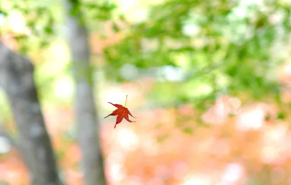 Picture light, nature, sheet, background