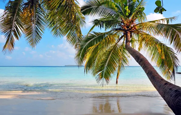 Sea, beach, tropics, palm trees, stay, island