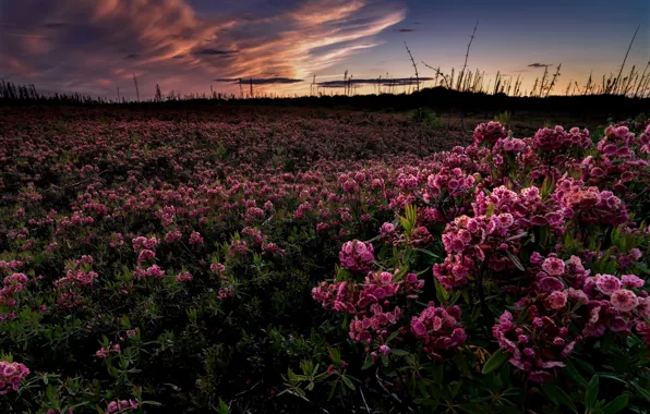 Picture field, flowers, night