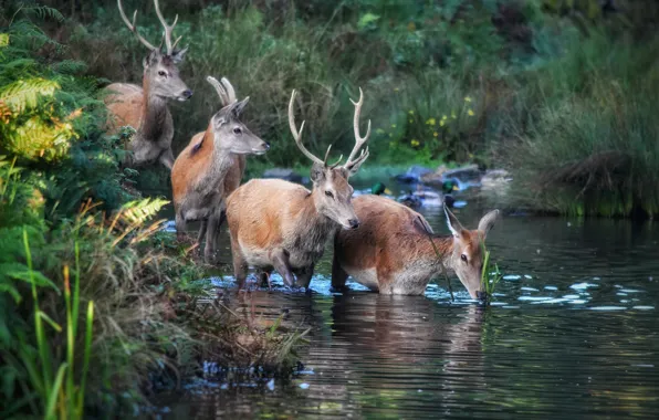 Picture nature, thickets, shore, deer, crossing, pond, the herd