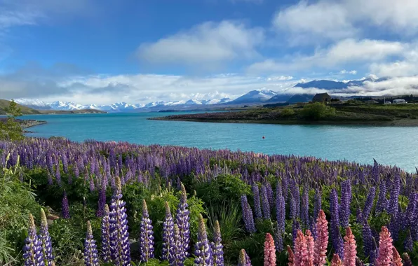 Field, summer, the sky, clouds, flowers, mountains, lake, blue