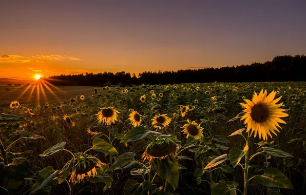 Picture field, sunflowers, sunset