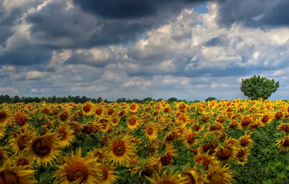 Field, the sky, clouds, trees, sunflowers, landscape, nature, horizon