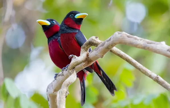 Birds, branches, pair, Duo, bokeh, two birds, broad - beaked