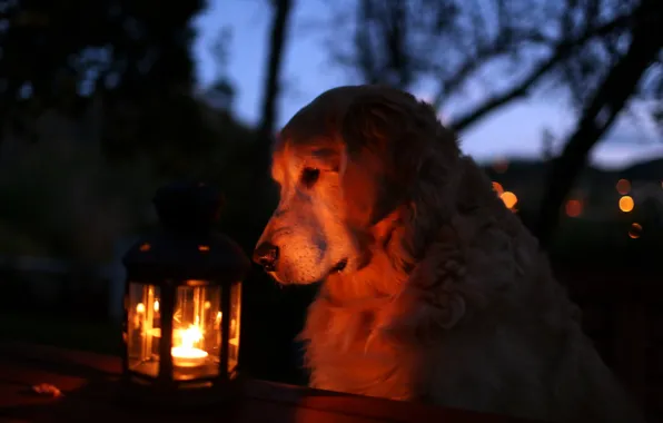 Picture night, dog, lantern