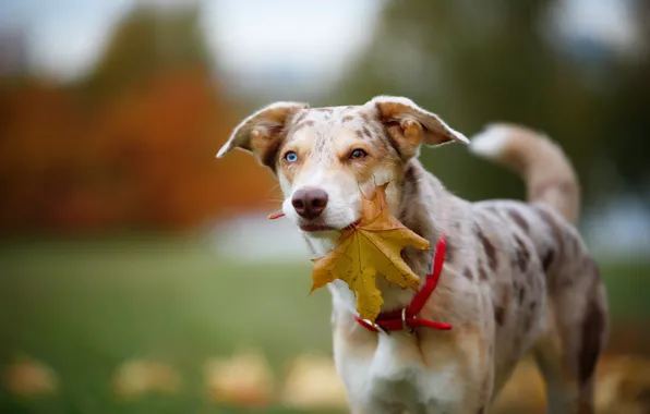 Picture autumn, look, face, leaves, nature, background, foliage, leaf