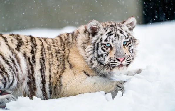 Winter, white, look, snow, nature, tiger, pose, lies