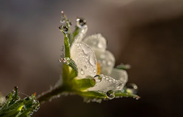 Drops, macro, flowers, nature, Rosa, background