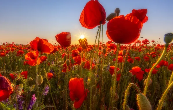Summer, the sky, the sun, rays, sunset, flowers, stems, Maki