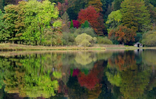 Autumn, forest, trees, nature, lake, England, UK, England