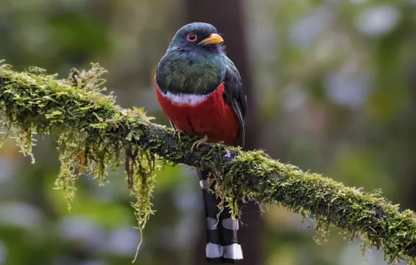 Picture bird, branch, male, masked trogon