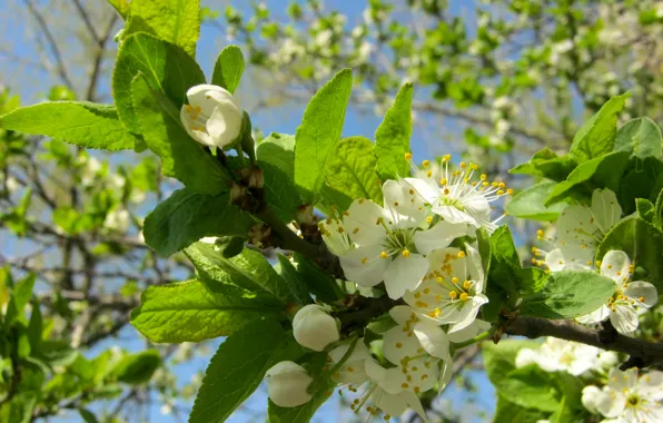 Branches, spring, blooms, plum