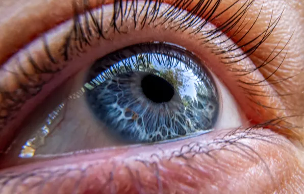 Blue, eyes, eyelashes, the pupil