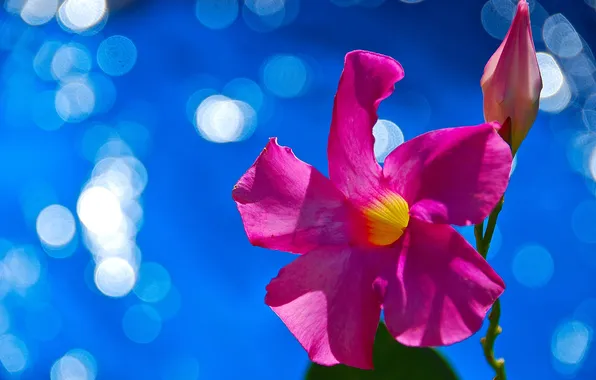 Flower, nature, plant, petals