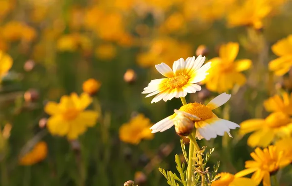 Summer, flowers, nature