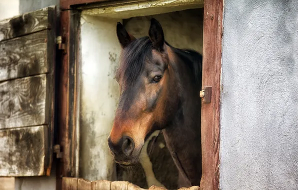 Picture background, horse, window