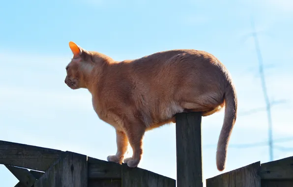 Picture cat, cat, the fence, Koshak