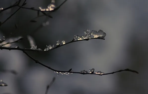 Picture ice, winter, macro, snow, branch