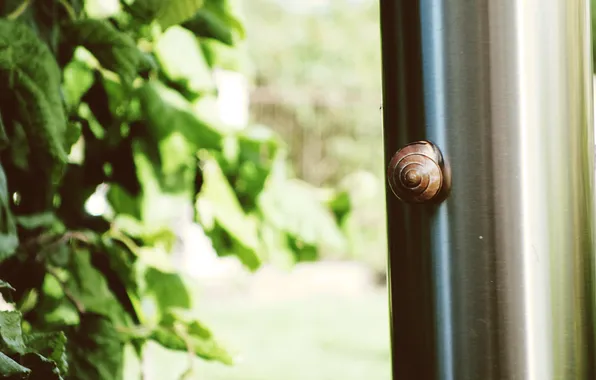 Leaves, snail, sink