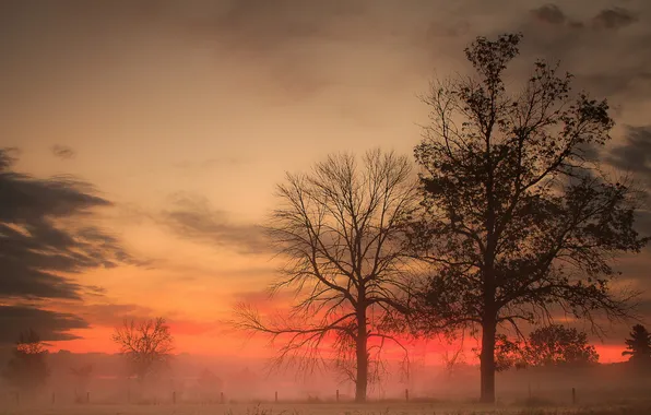 The sky, trees, landscape, sunset