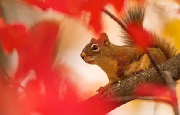 Picture autumn, leaves, trees, branches, red, background, blur, protein