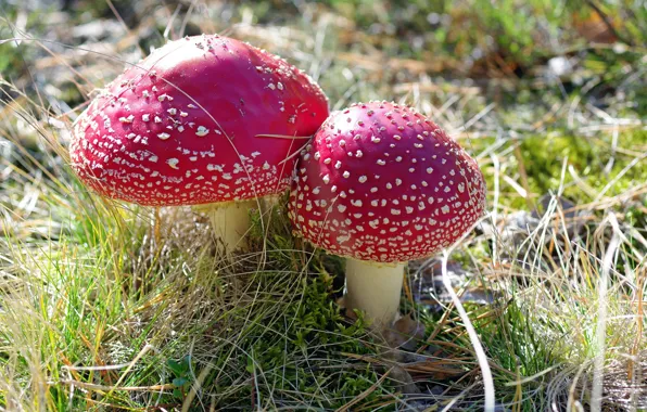 Picture grass, nature, mushrooms, mushroom, pair