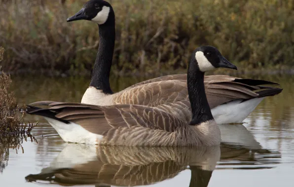 Picture bird, duck, beak, neck, The Canada goose