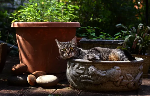 Cat, summer, cat, look, leaves, nature, comfort, stones