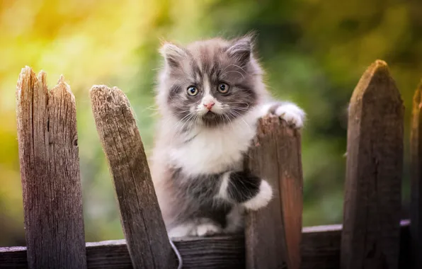 Look, the fence, baby, kitty, bokeh