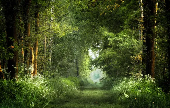 Picture road, forest, summer