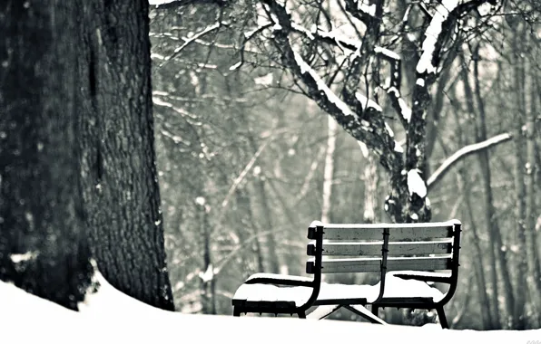 Picture winter, snow, trees, bench, background, widescreen, Wallpaper, mood
