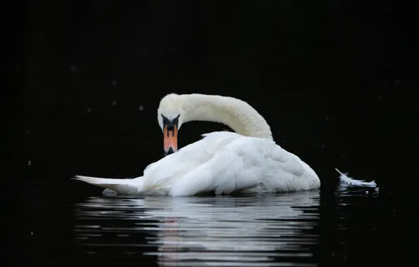 White, pose, pen, bird, bending, Swan, black background, pond