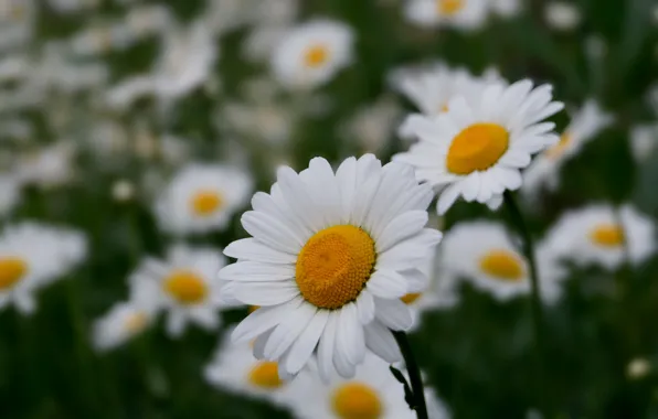 Flowers, chamomile, white
