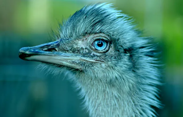 Picture look, green, background, blue, bird, portrait, ostrich, blue eyes