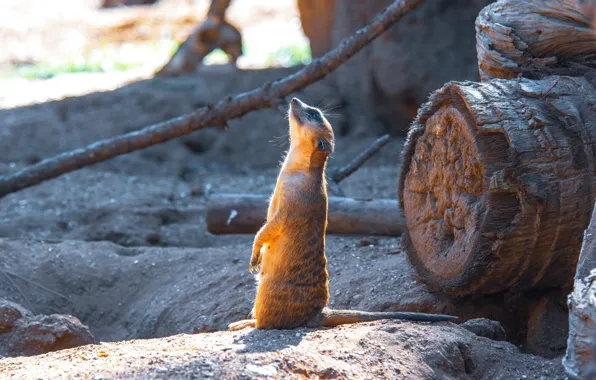 Light, log, stand, animal, meerkat, meerkat