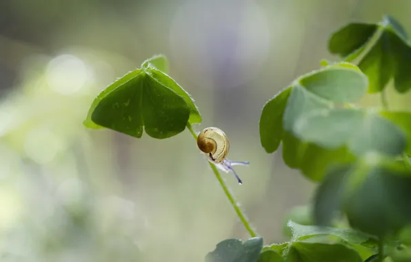 Picture grass, leaves, glare, snail