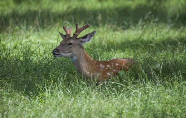 Summer, grass, animal, resting, Sika deer
