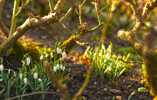 Light, flowers, branches, glade, roses, spring, garden, spikes