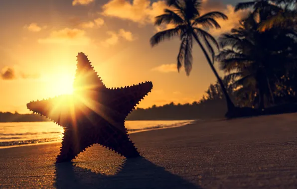 The sun, rays, sunset, tropics, palm trees, the ocean, shore, star