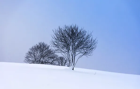 Picture winter, snow, trees, slope