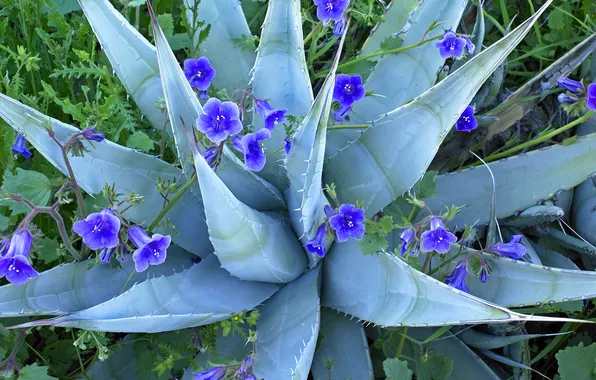 Picture leaves, nature, petals, agave