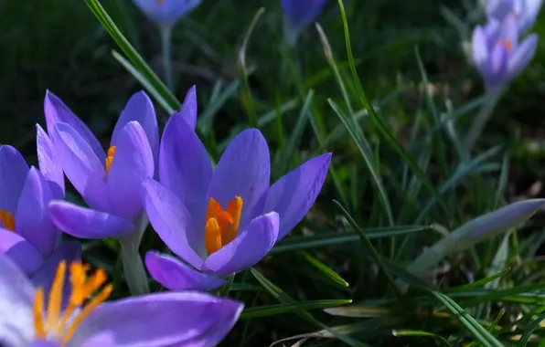 Picture flowers, spring, crocuses, lilac