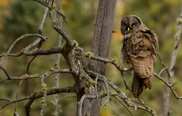 Picture branches, tree, owl, bird, moss, driftwood