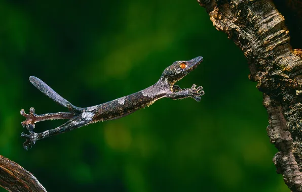 Nature, jump, lizard, Gecko