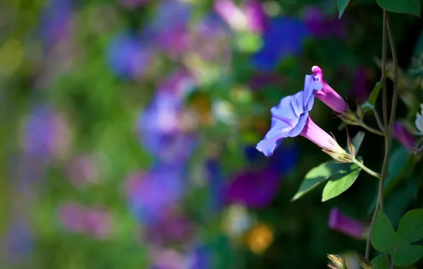 Picture summer, flowers, flowering, bokeh, for Lita, morning glory, ipomea